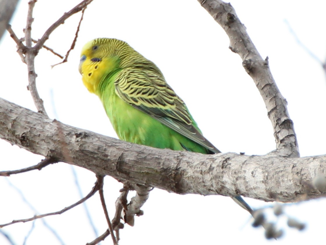 Budgerigar - ML637852245