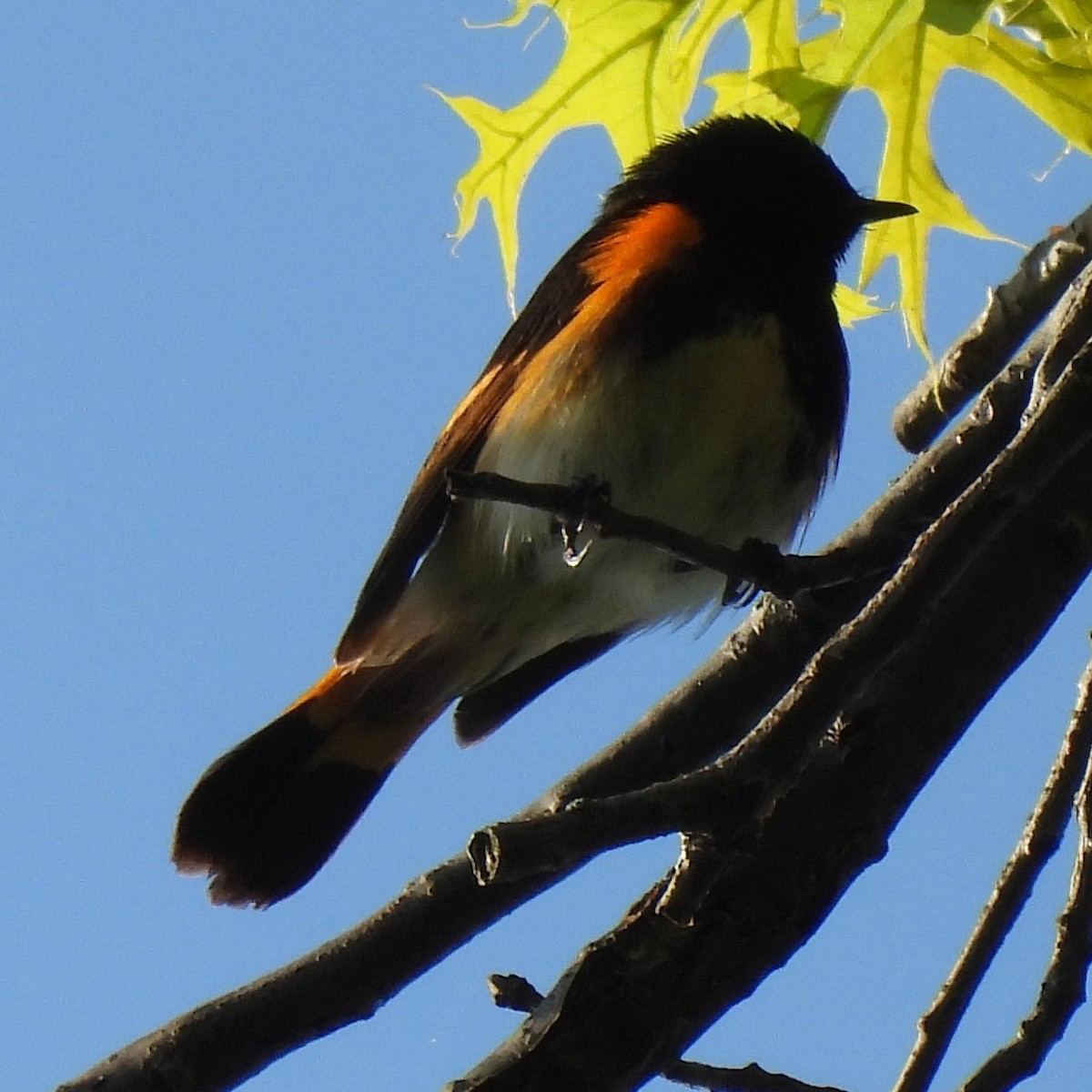 American Redstart - ML637852279