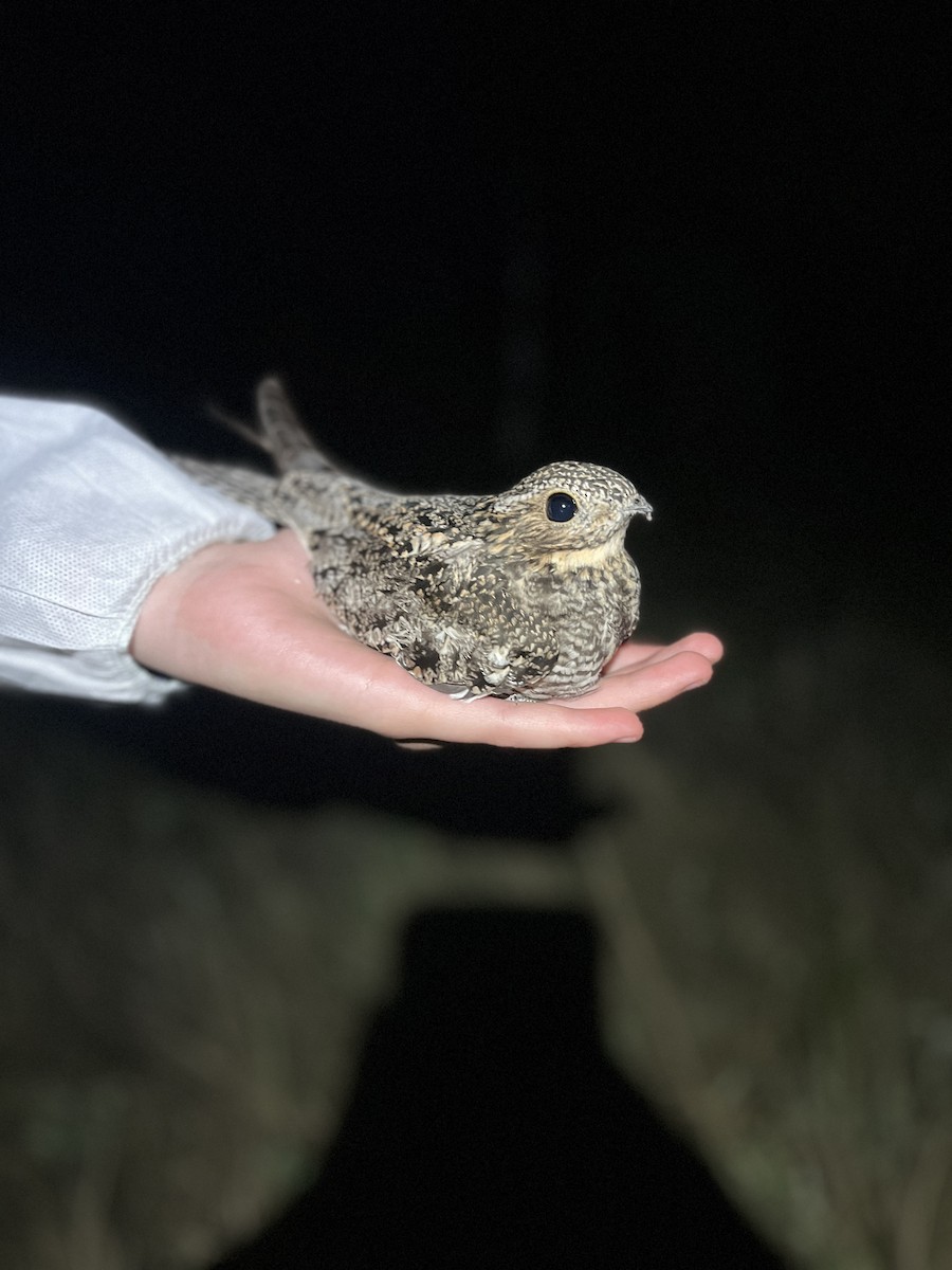 Common Nighthawk - ML637852284