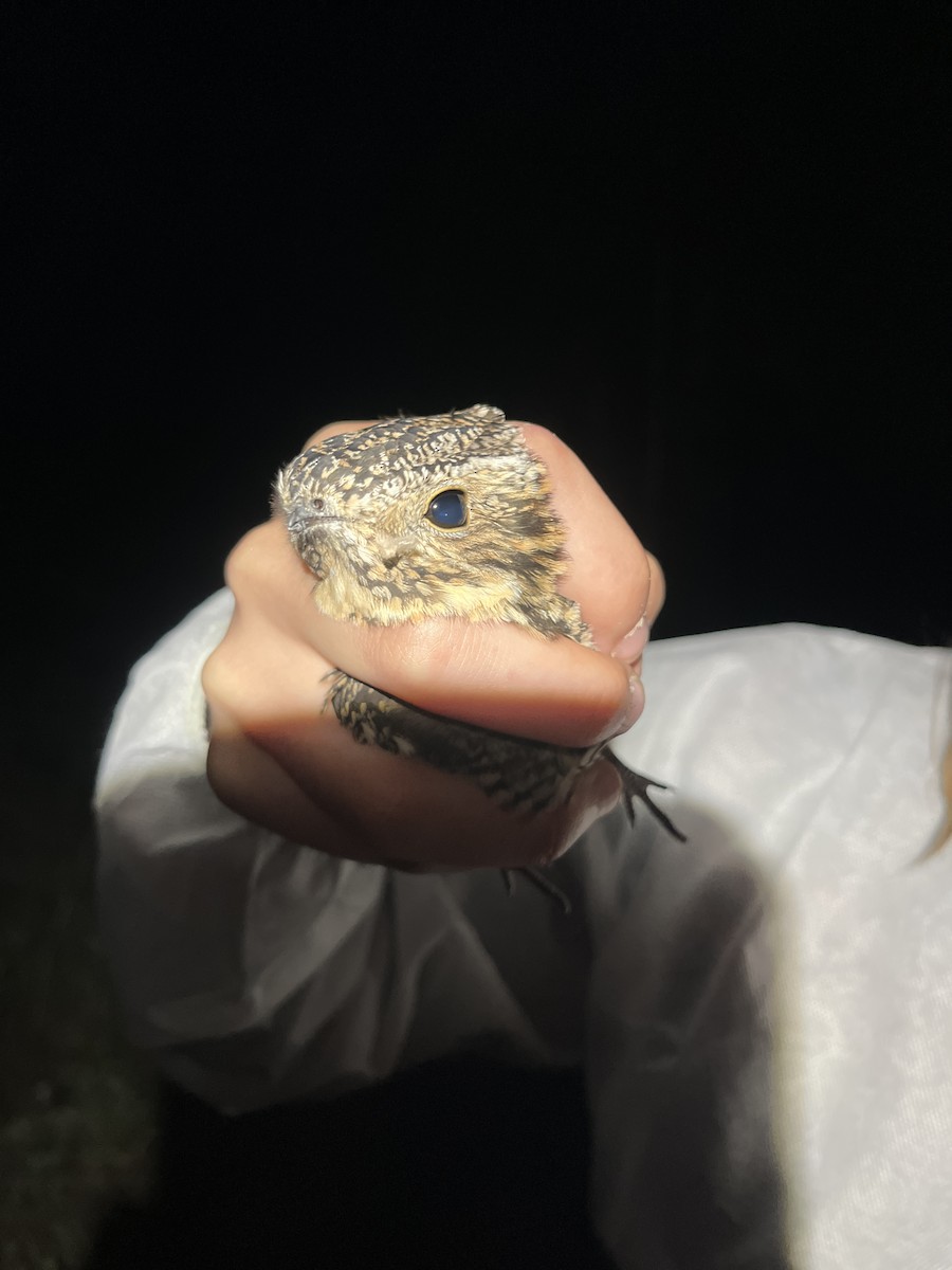 Common Nighthawk - ML637852286