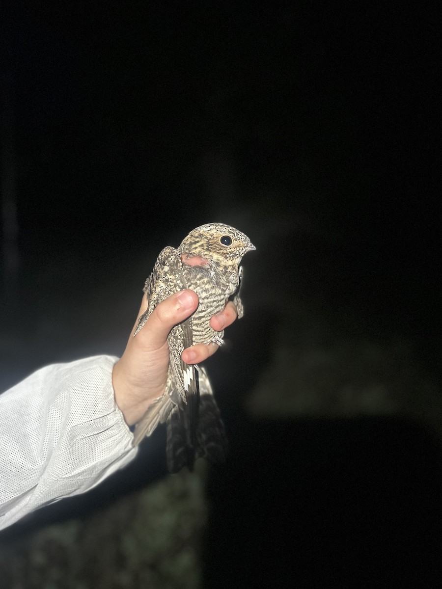 Common Nighthawk - ML637852294