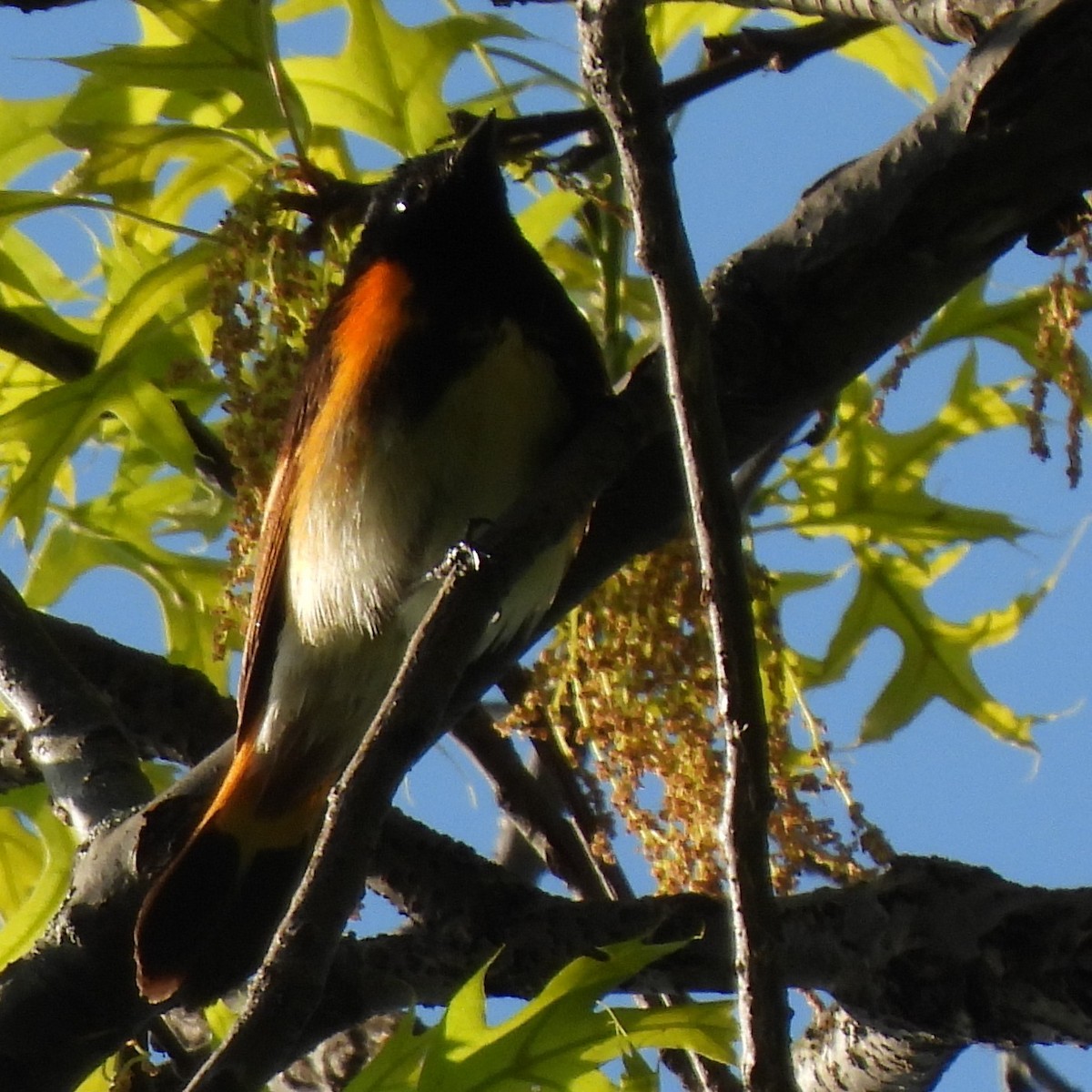 American Redstart - ML637852305