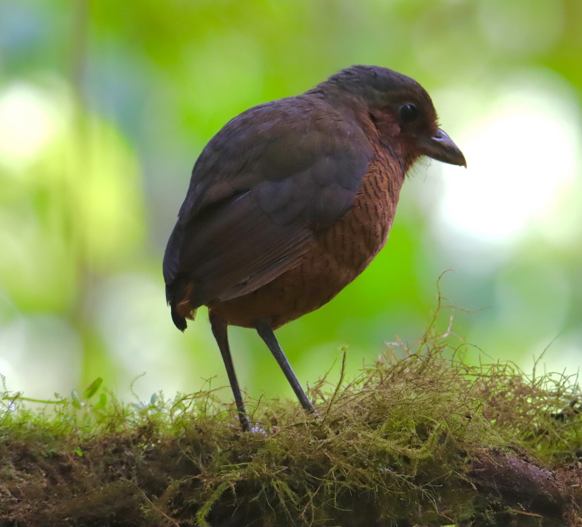 Giant Antpitta - ML637852391