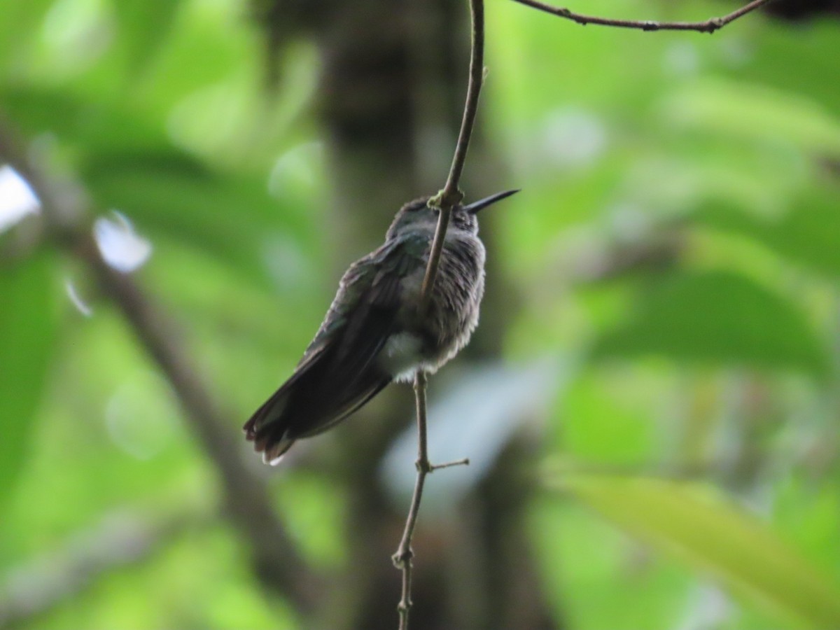 Scaly-breasted Hummingbird - ML637852396