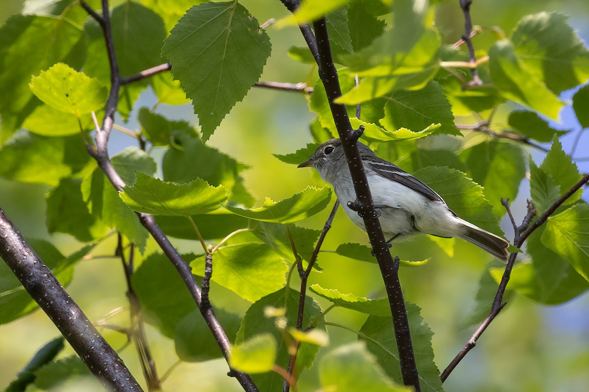 Least Flycatcher - ML637852419