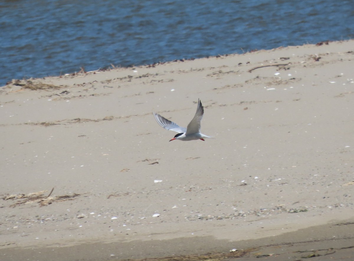 Common Tern - ML637852421