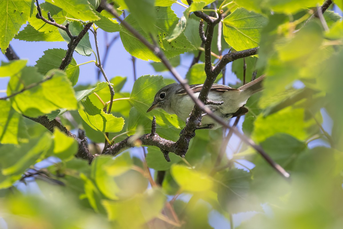 Least Flycatcher - ML637852422