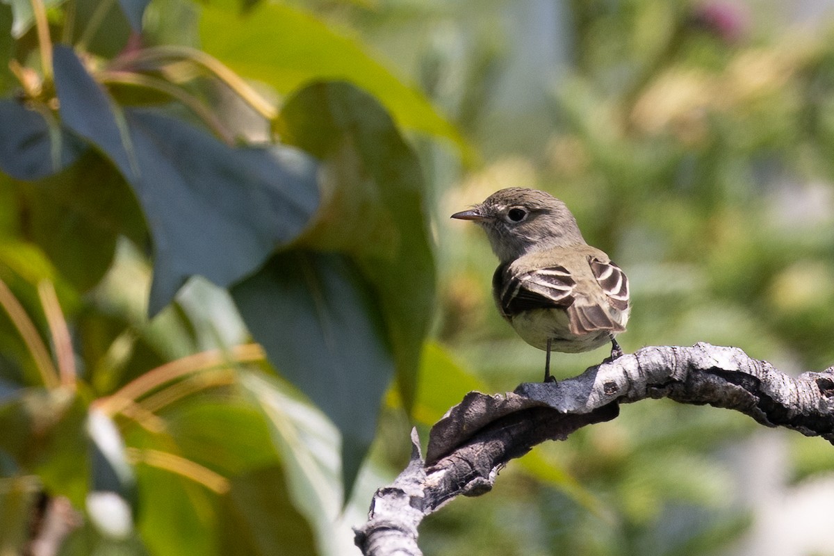 Least Flycatcher - ML637852424