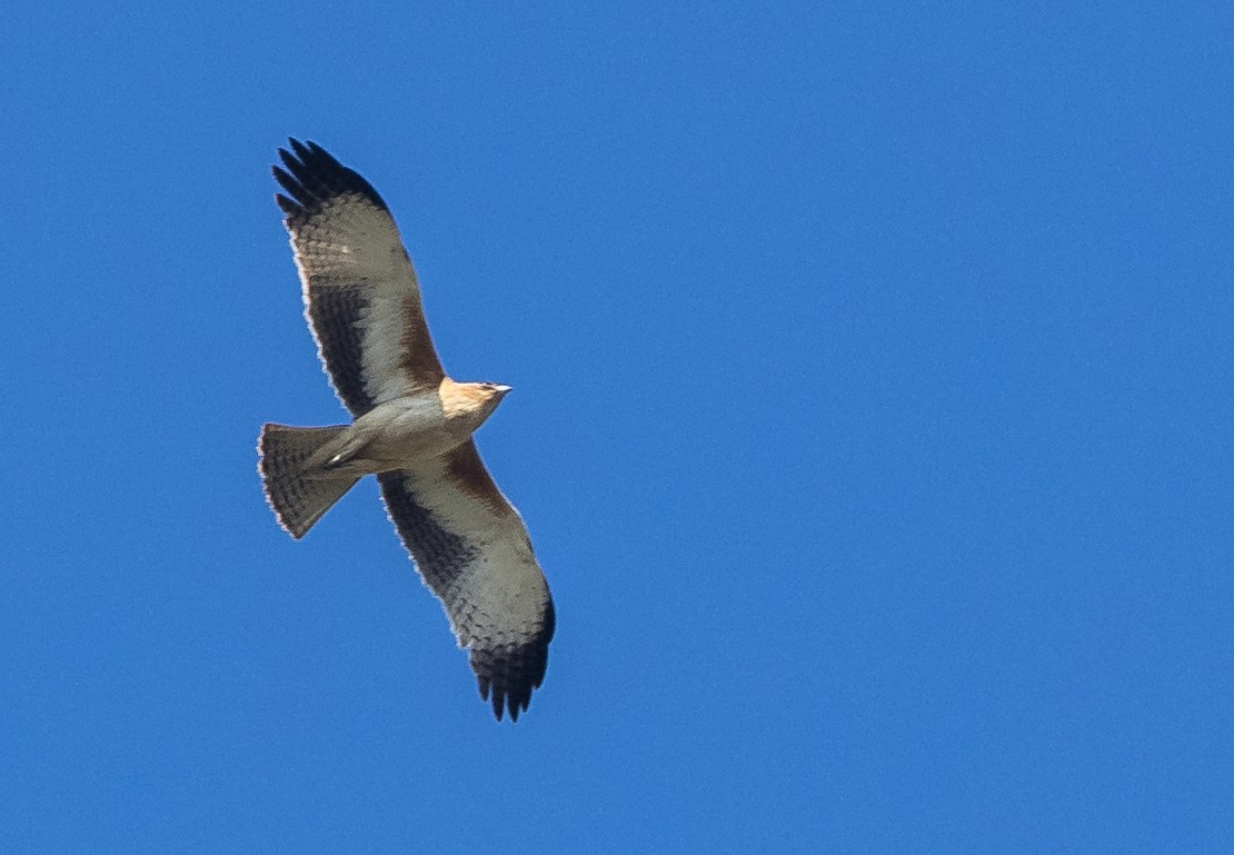 Little Eagle - ML637852431