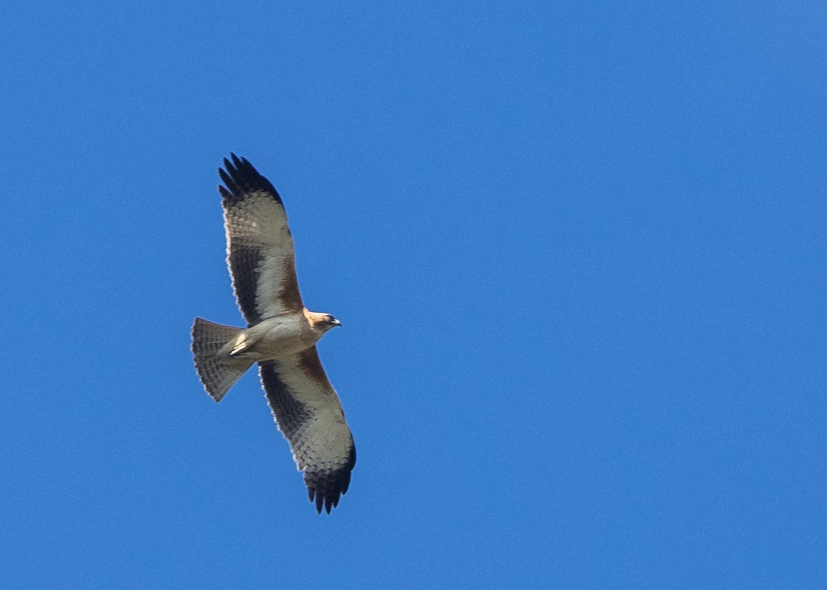 Little Eagle - ML637852434