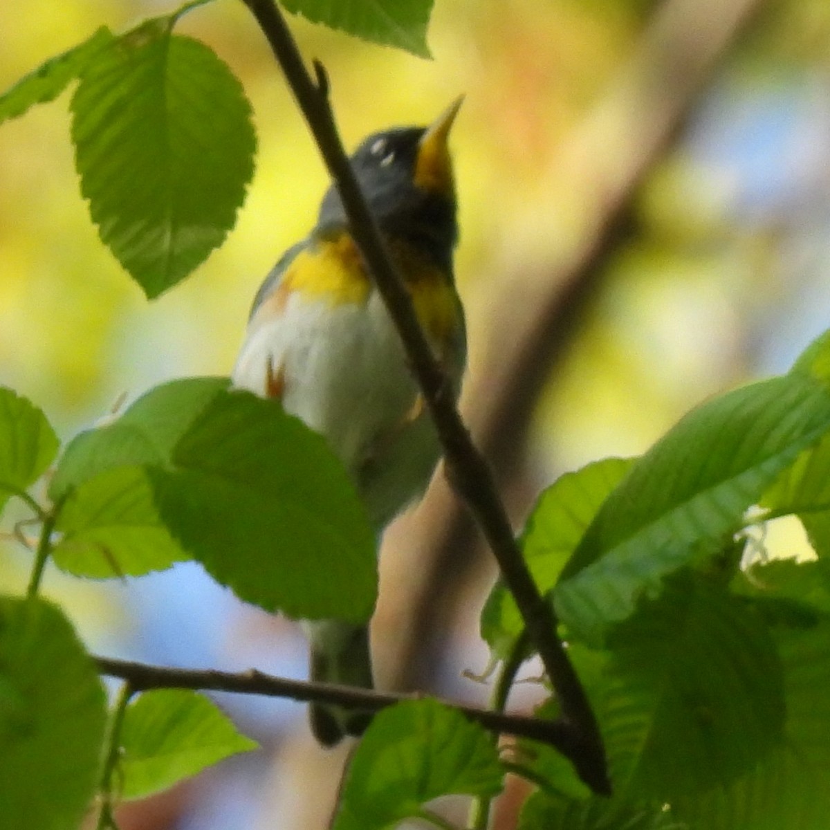 Northern Parula - ML637852457