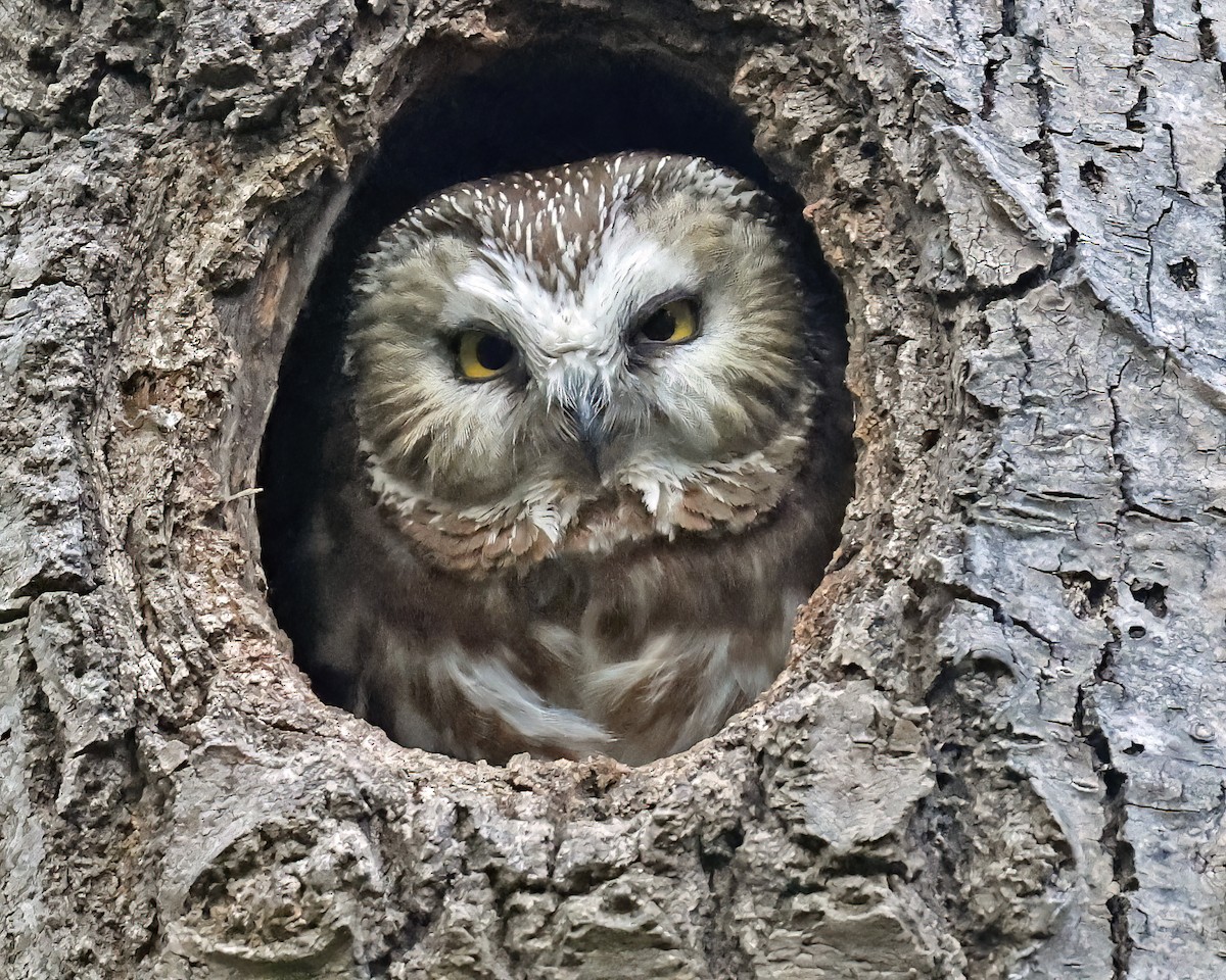Northern Saw-whet Owl - ML637852458