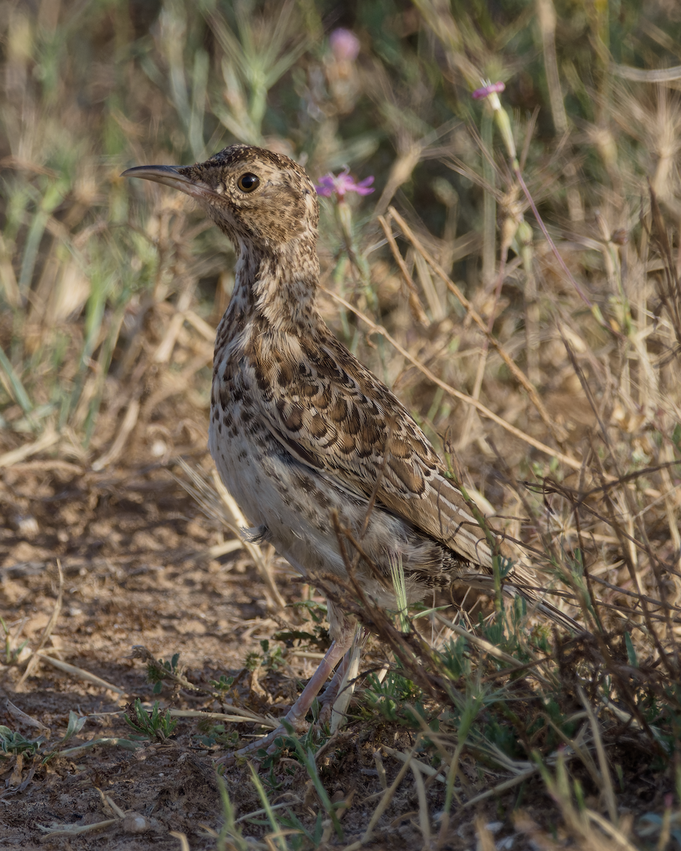 Dupont's Lark - ML637852472
