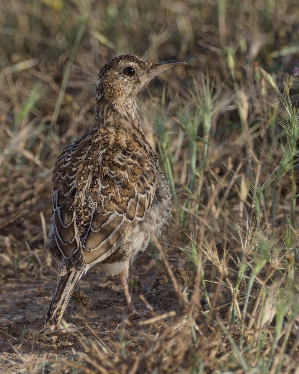 Dupont's Lark - ML637852473