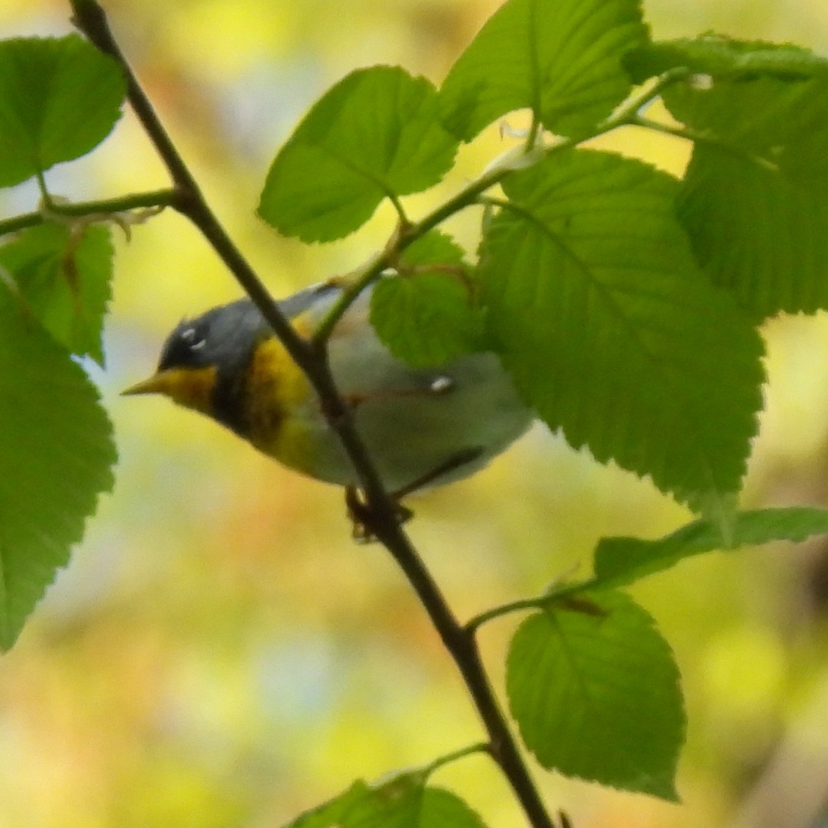 Northern Parula - ML637852508