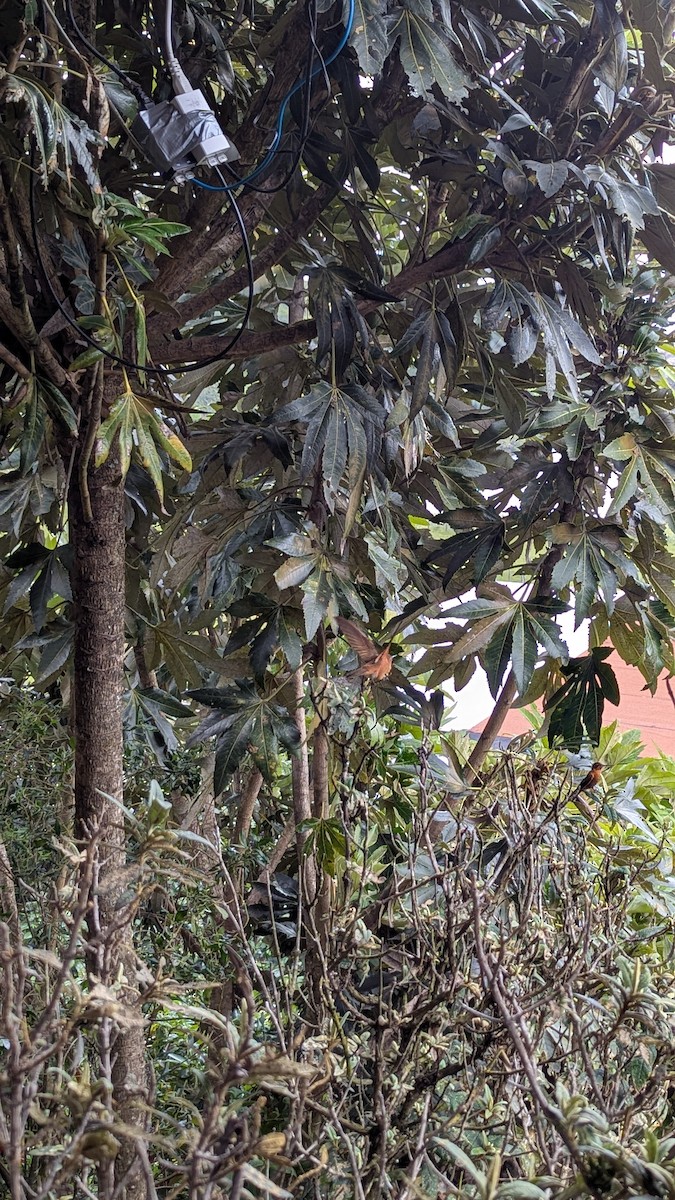 Shining Sunbeam - ML637852519