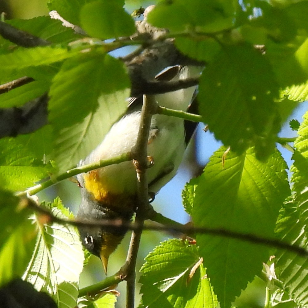 Northern Parula - ML637852526