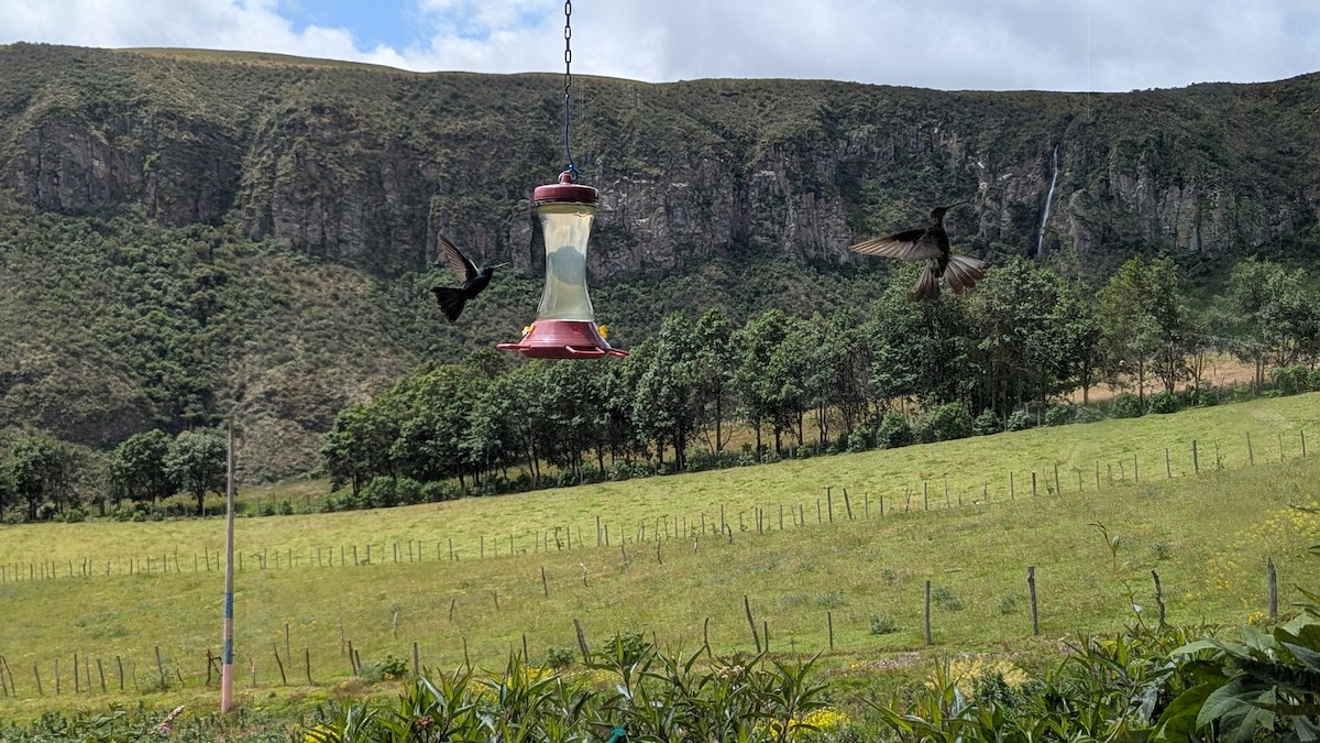 Giant Hummingbird - ML637852543