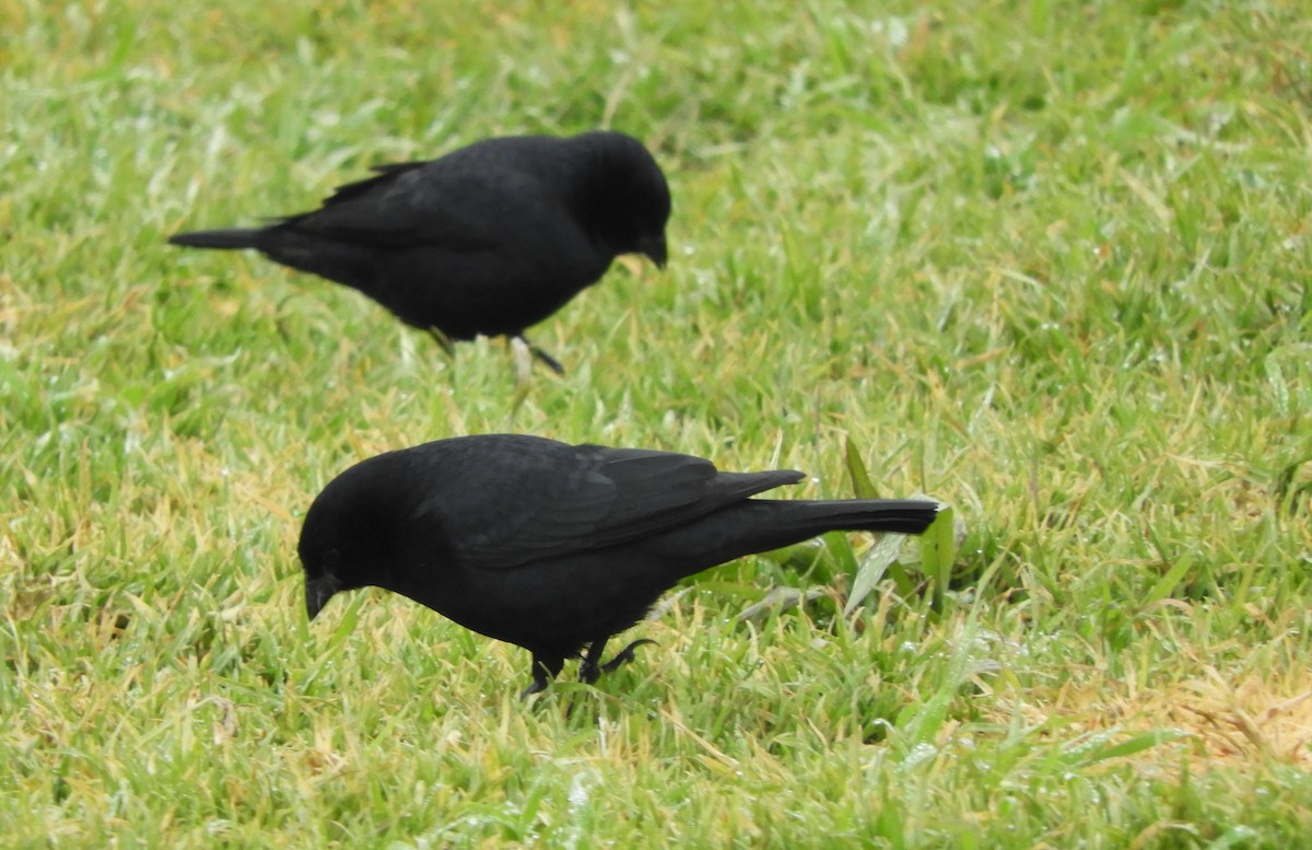 Screaming Cowbird - ML637852559