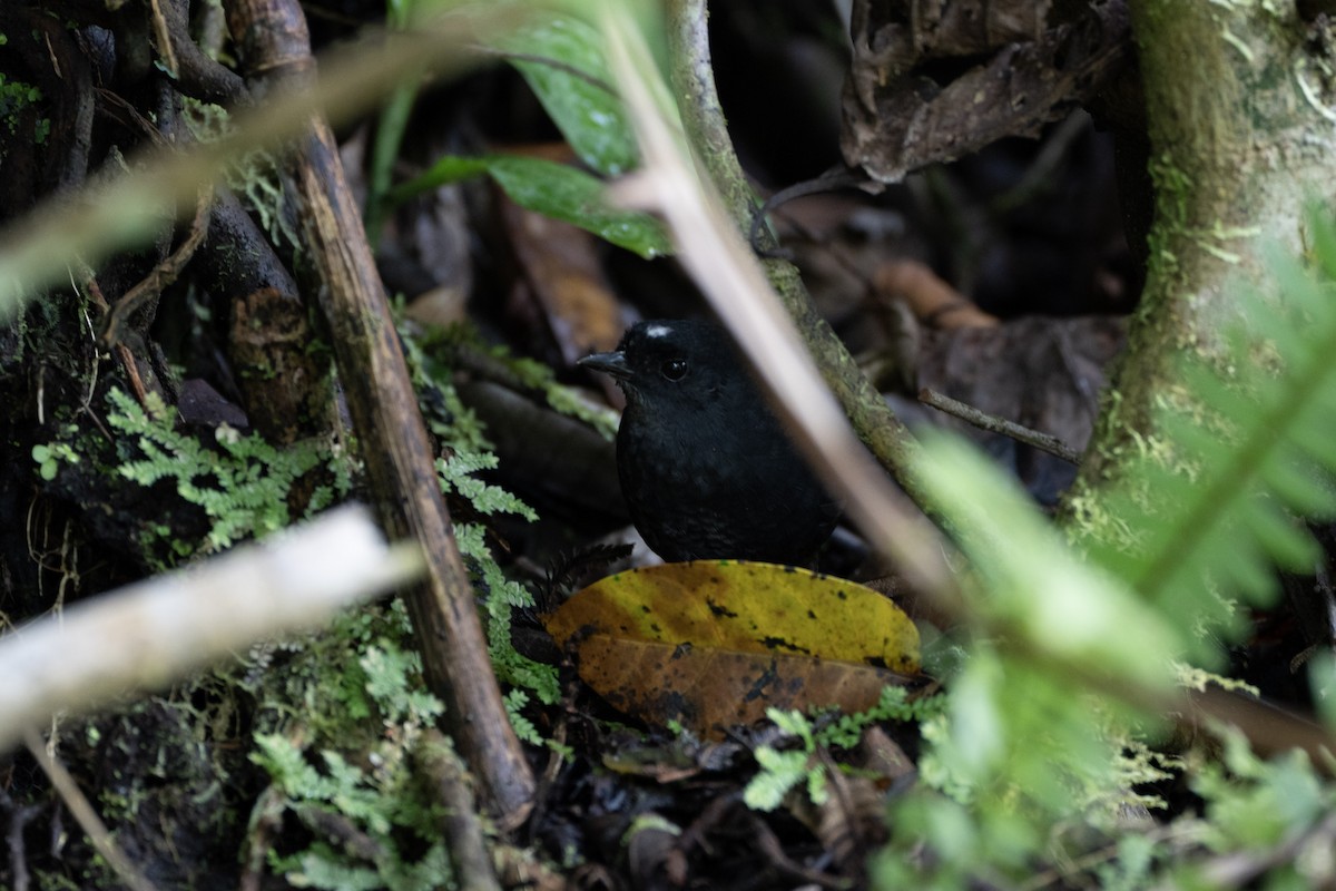 White-crowned Tapaculo - ML637852569