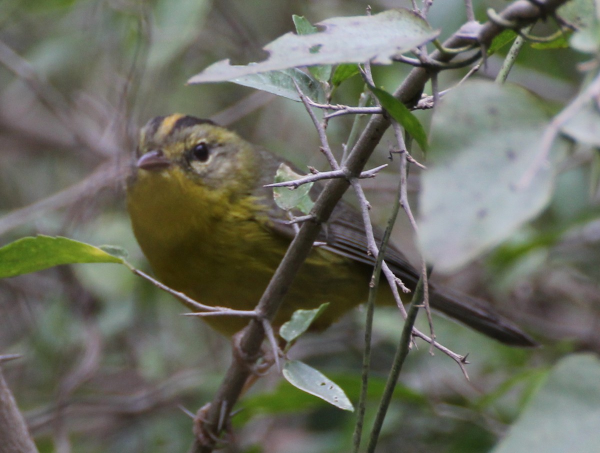Golden-crowned Warbler - ML637852579