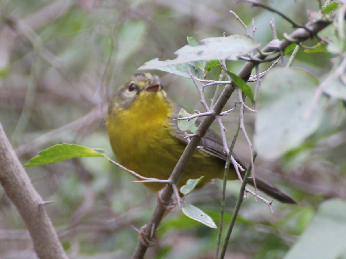 Golden-crowned Warbler - ML637852580