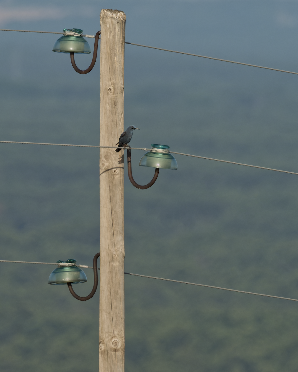 Blue Rock-Thrush - ML637852587