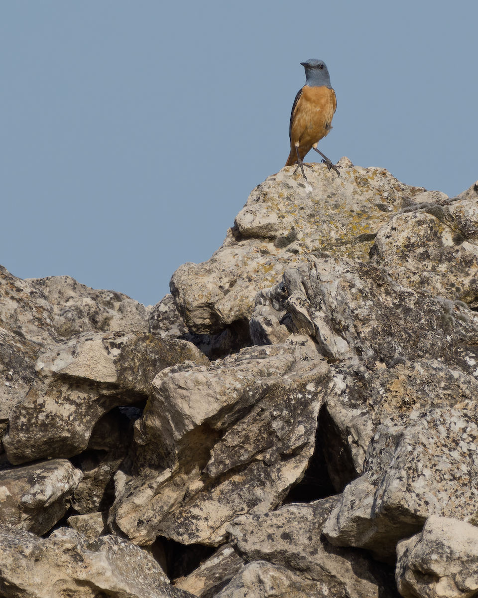 Rufous-tailed Rock-Thrush - ML637852593