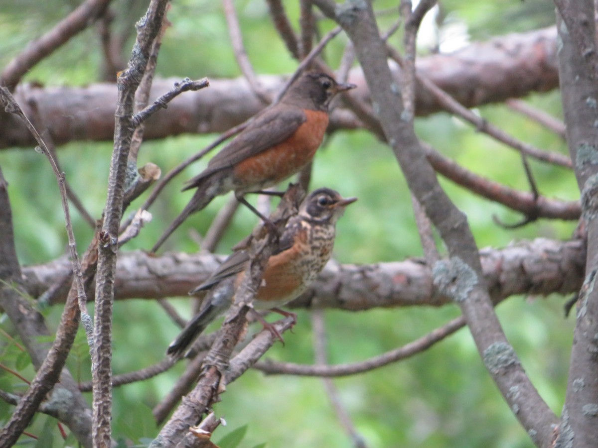 American Robin - ML637852659