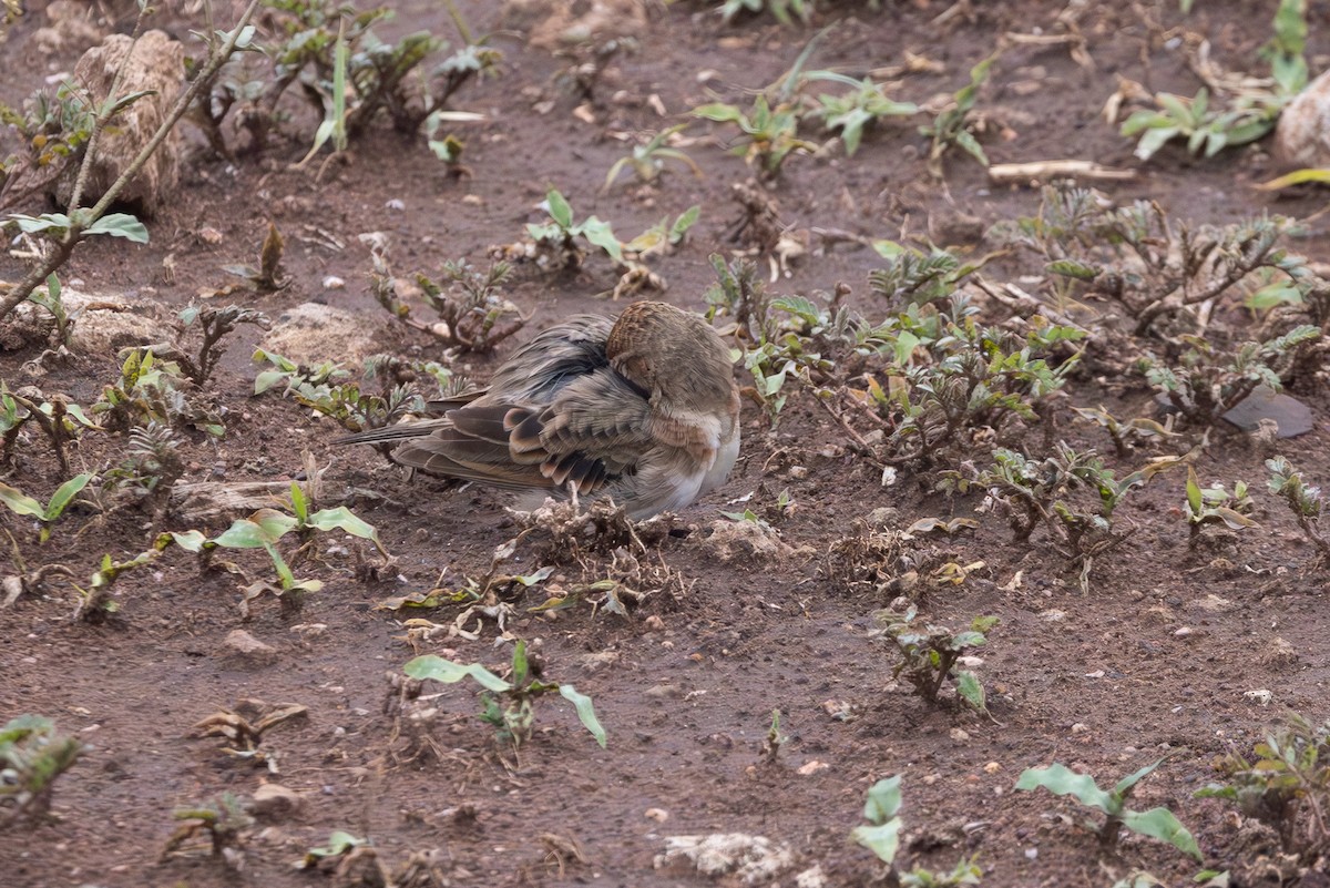 Red-capped Lark - ML637852680