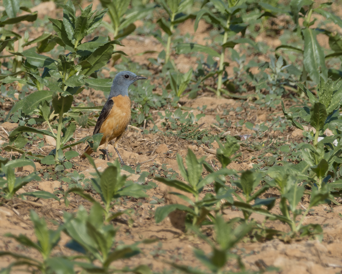Rufous-tailed Rock-Thrush - ML637852685
