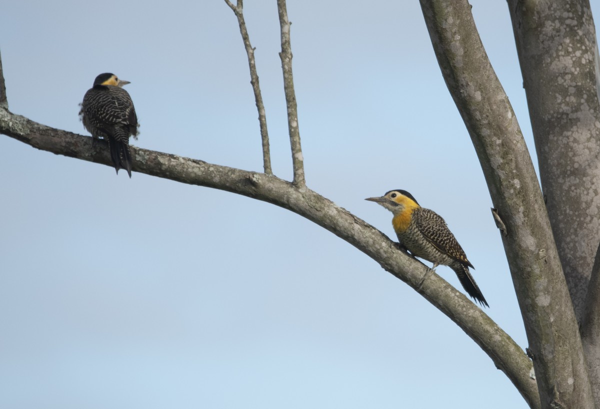 Campo Flicker - ML637852700