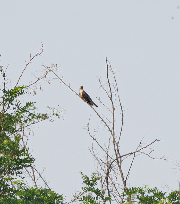Indian Cuckoo - ML637852704