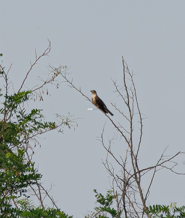 Indian Cuckoo - ML637852705