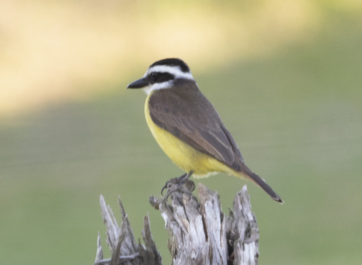 Great Kiskadee - ML637852708