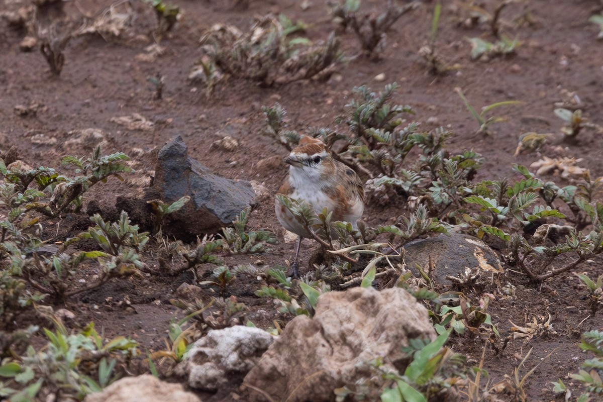 Red-capped Lark - ML637852716