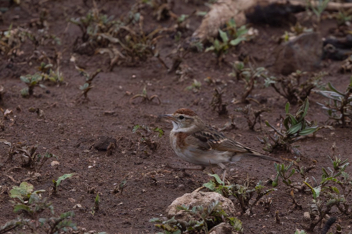 Red-capped Lark - ML637852717