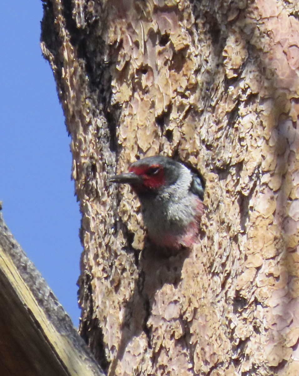 Lewis's Woodpecker - ML637852722
