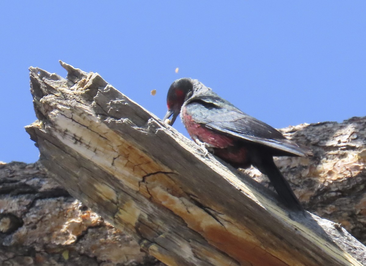 Lewis's Woodpecker - ML637852723
