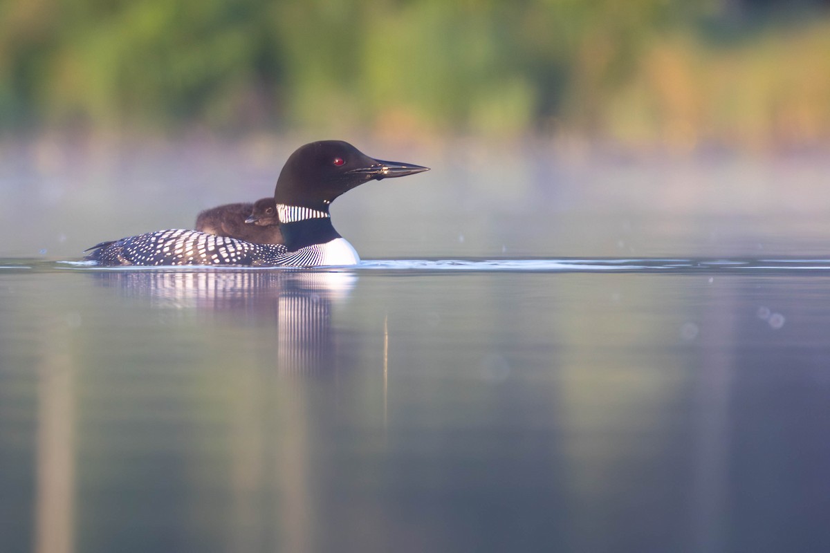 Common Loon - ML637852778