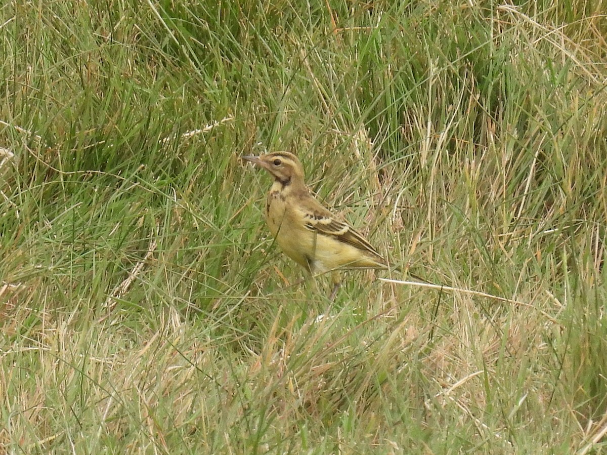 Western Yellow Wagtail - ML637852819