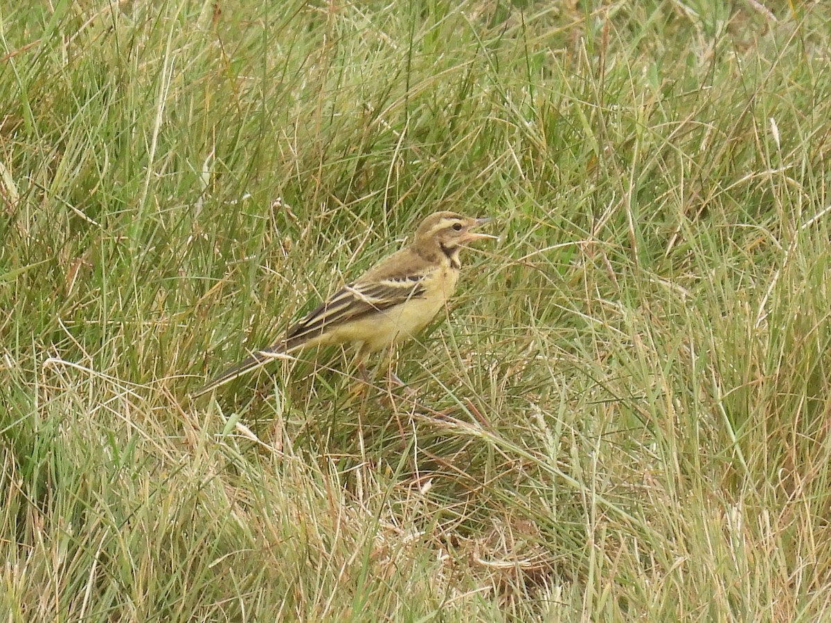 Western Yellow Wagtail - ML637852820