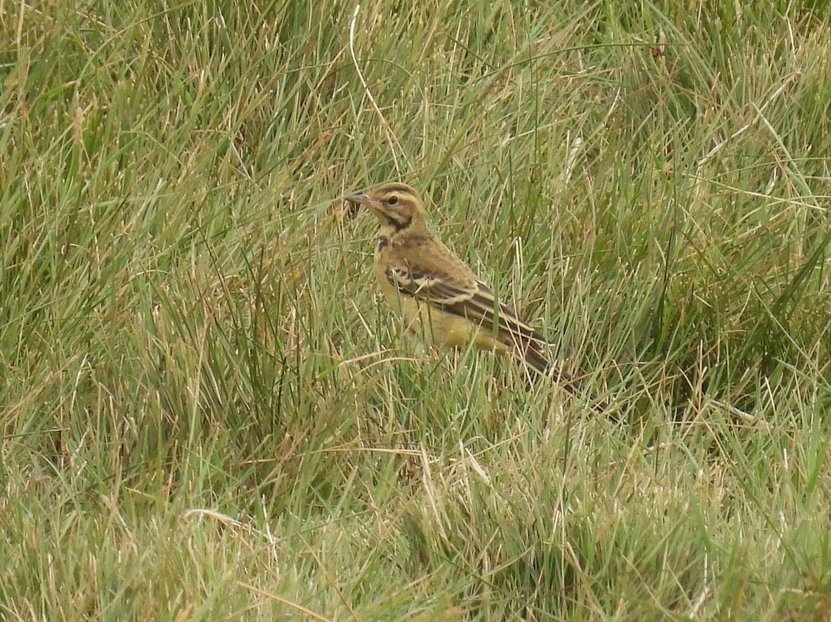 Western Yellow Wagtail - ML637852821