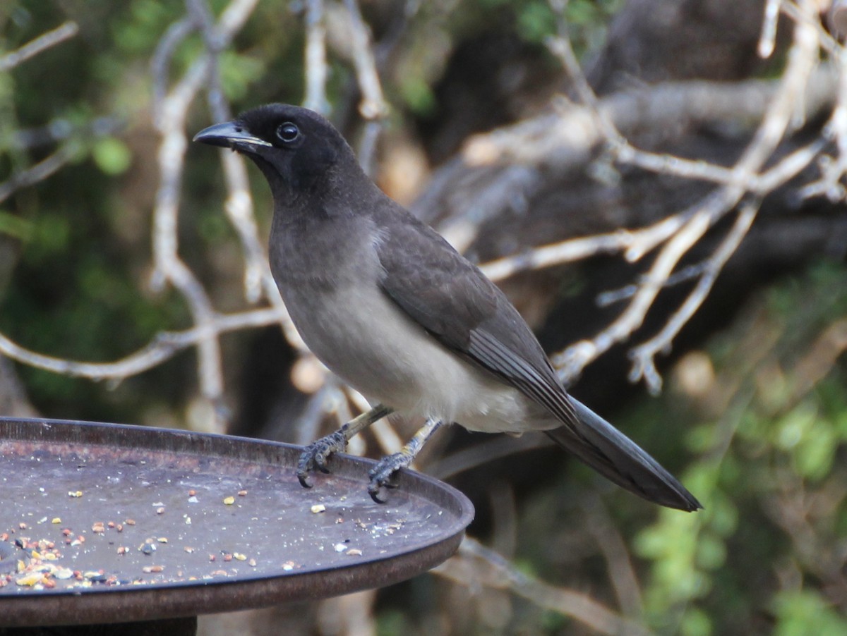 Brown Jay - ML637852830