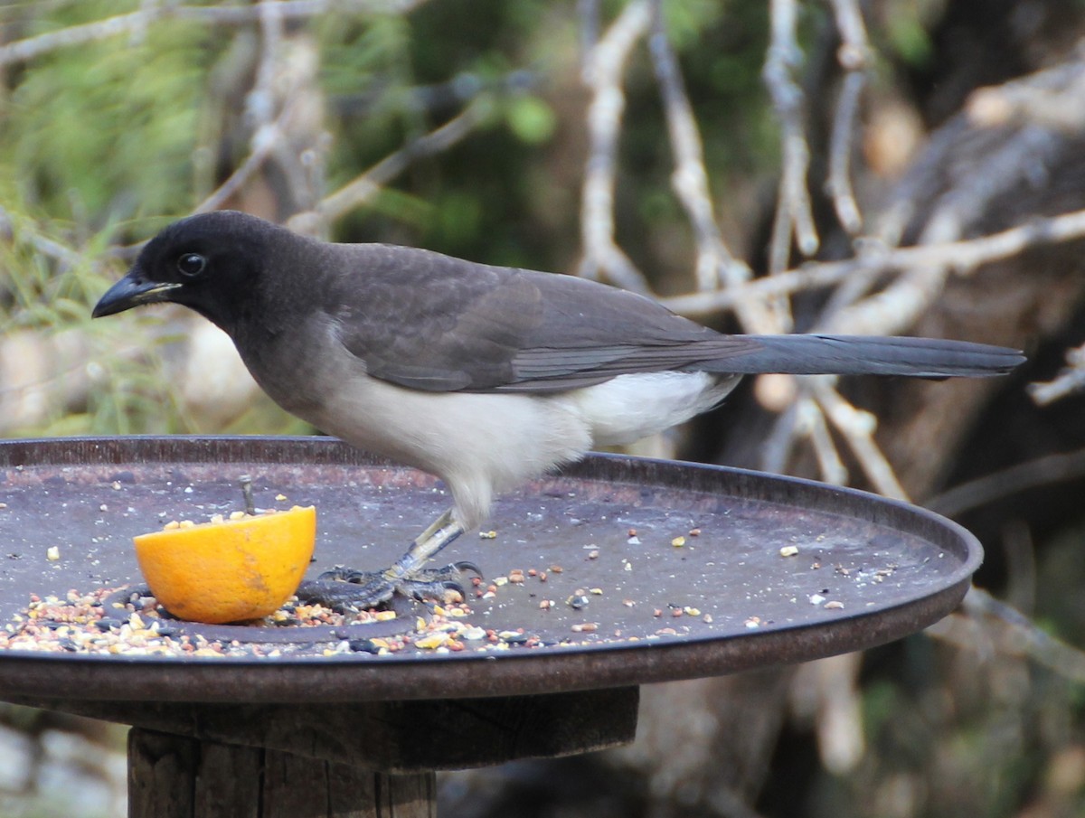 Brown Jay - ML637852831