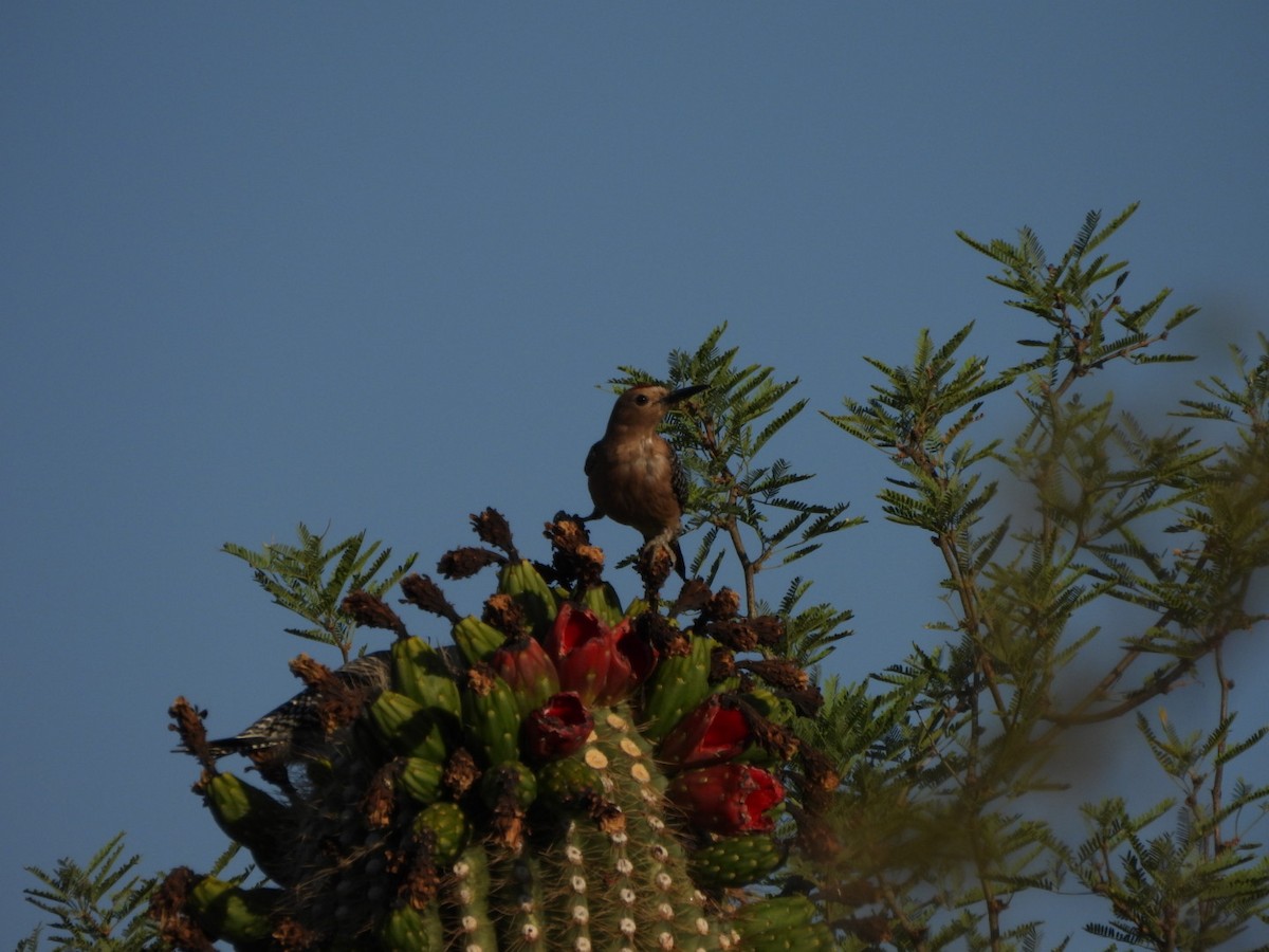 Gila Woodpecker - ML637852844