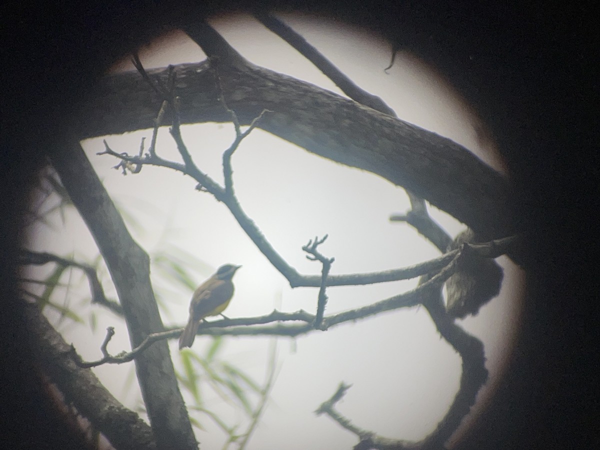 Giant Cowbird - ML637852852