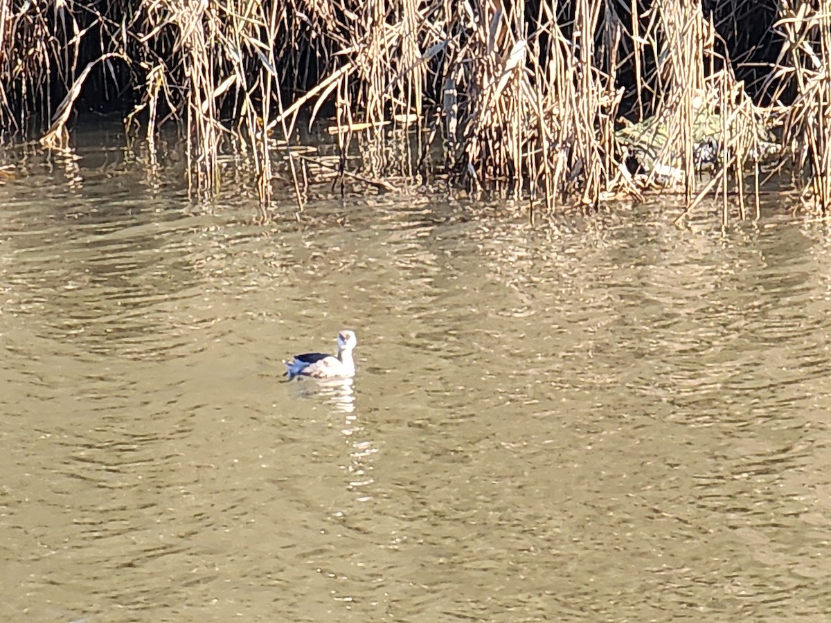Hoary-headed Grebe - ML637852896