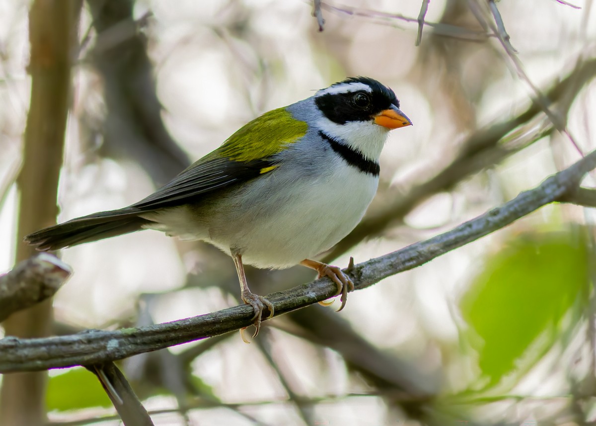 Saffron-billed Sparrow (Saffron-billed) - ML637852923
