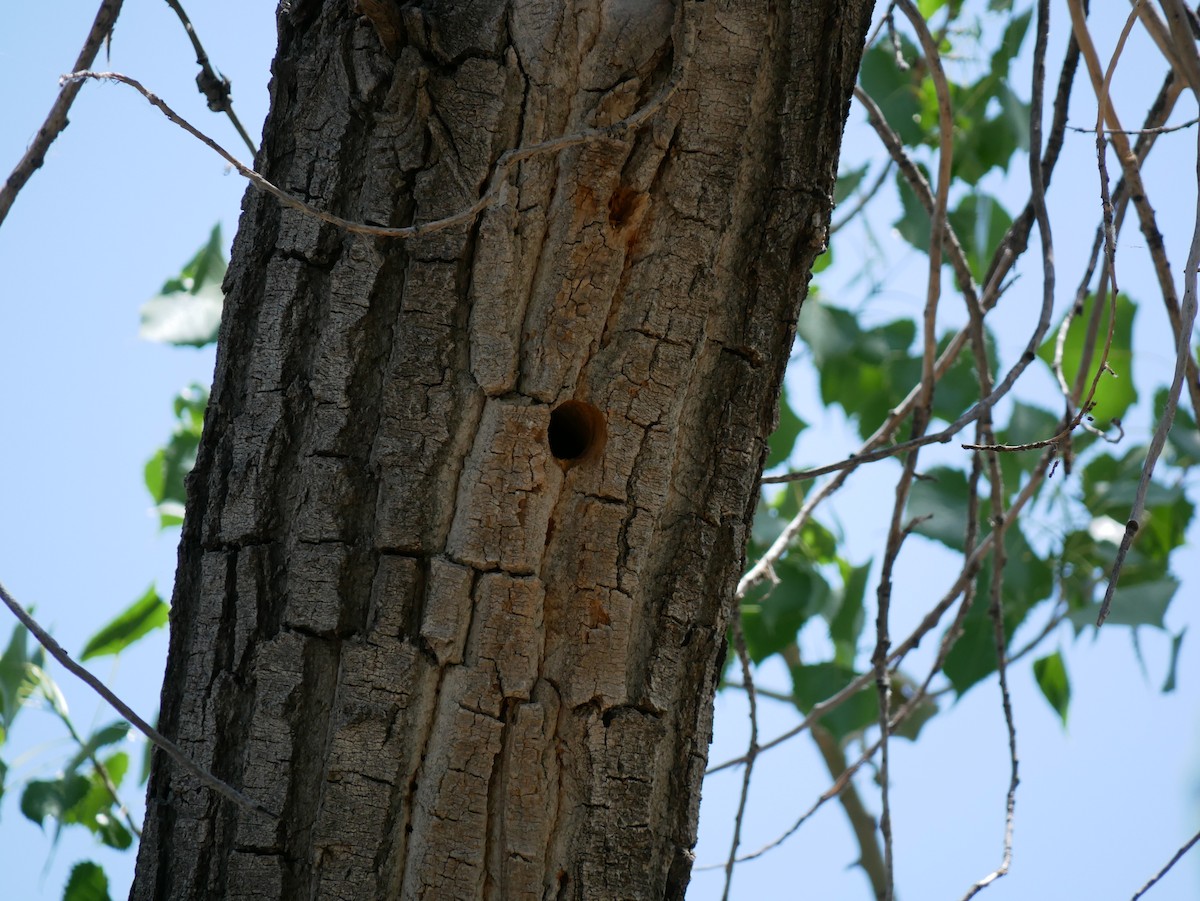 Downy Woodpecker (Rocky Mts.) - ML637852934